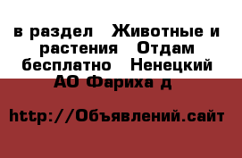  в раздел : Животные и растения » Отдам бесплатно . Ненецкий АО,Фариха д.